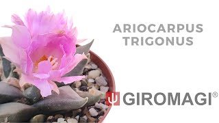 Ariocarpus trigonus [upl. by Rothwell]