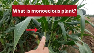 What is monoecious plant [upl. by Birgit]