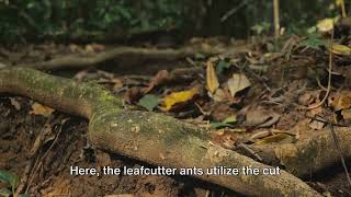 Leafcutter Ants The Tiny Titans of the Rainforest insect lovers delight [upl. by Joceline]