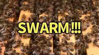 Swarm Cells Season 5 E3 [upl. by Lipman]