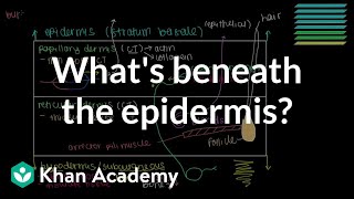 What lies beneath the epidermis Dermis and Hypodermis  NCLEXRN  Khan Academy [upl. by Woodson702]