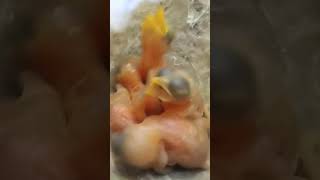 Gentle Souls Discover the Cutest Zitting Cisticola Bird Babies shortvideo viralshorts [upl. by Ttekcirc]