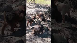 Labradoodles puppies at play [upl. by Ronald]