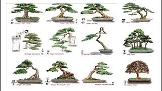 Những Dáng Thế Bonsai Cơ Bản Bạn Nhất Định Phải Biết  Bonsai styles  QH 01 [upl. by Adarbil396]