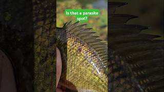 Parasite spot on fish fishing catchandrelease creekfishing sunfish bluegill shorts [upl. by Aitital535]