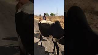 NOMADIC PASTORALISM IN ARUSHA 🇹🇿 [upl. by Eanehs]