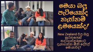 Things You Should Know When Adopting a Dog in New Zealand  Sinhala Vlog  Life in New Zealand [upl. by Chabot]