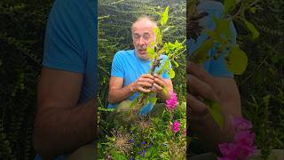 Sow Thistle sonchus foraging herbs gardening permaculture nativeplants ideas motivation [upl. by Novick]