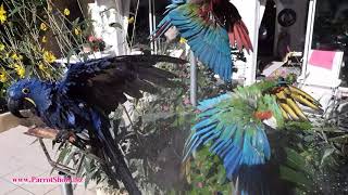 Macaws taking a shower [upl. by Odnala]