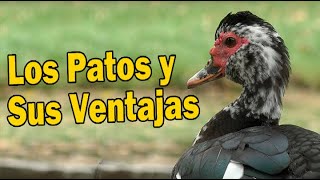 LOS PATOS Y SUS VENTAJAS [upl. by Eclud]