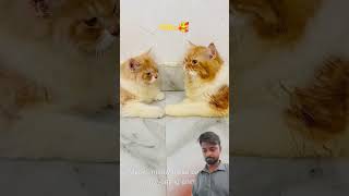 Baccho ko injection lagwaya comedy funny cat funnycats catcomedy billicomedy viralcat catv [upl. by Oiratnom501]