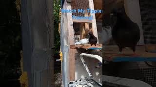 Watch My Tippler Pigeon Training Subscribe Please pigeon tipplerpigeon [upl. by Earle613]