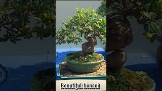 Ficus virens  bonsai work [upl. by Isidro454]