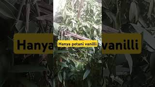 Vanilli planifoliashortspetanivanillipetaniindonesia [upl. by Gery]