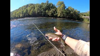 Fly Fishing Clinch River [upl. by Hercule]