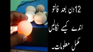 useful hatching tips incubator  12th day candling  infertile eggs [upl. by Egiap]