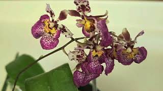 New Orchids from Natts Orchids [upl. by Jeanette146]