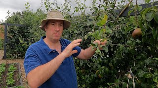 Summer pruning of cordon apples and pears  The 3 simple rules of summer pruning [upl. by Corotto842]