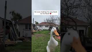 Runner Ducks are Fast ducklife homesteading cuteanimals [upl. by Dhar652]