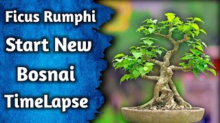 Get Started In The Art Of Bonsai Today  Time Lapse [upl. by Merill]