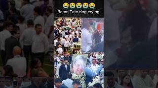 Ratan Tata Big News  ratan Tata dog 🐕 is very crying 😭😭😭😭 viral short  youtube short  ratan Tata [upl. by Suzanne]