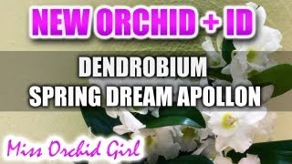 New Orchid  Dendrobium Spring Dream Apollon [upl. by Erreipnaej]