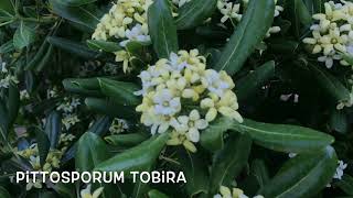 Pittosporum tobira Garden Center online PGARDENS [upl. by Klockau]