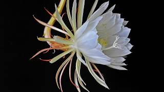 Blooming Epiphyllum oxypetalum queen of the night time lapse [upl. by Terrell]