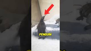 Pesto the Penguin is LOSING his baby feathers [upl. by Claudia]