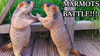 Hilarious Marmot Fight  You Wont Believe What Happens [upl. by Francie]