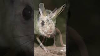 🐀JERBOA🐀 é um Rato shorts jerboa canguru rato roedores mickeymouse rodents [upl. by Aiselad]