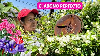 EL ABONO MAS POTENTE para EL JASMIN  Abono casero CON EL HIERRO para PLANTAS [upl. by Eikram]