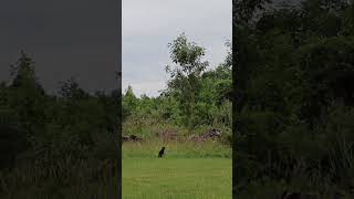 Have You Seen a Fisher Cat wildoutdoors [upl. by Aiynot376]