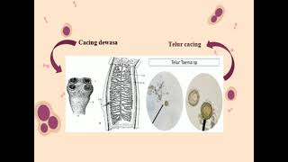 Parasit Cestoda taenia saginata dan taenia solium [upl. by Comethuauc]