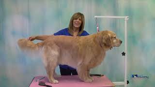 Learn to Groom A Golden Retriever with Spay  Neuter Coat  Thinning Shears Carding Deshedding [upl. by Lamoree]