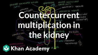 Countercurrent multiplication in the kidney  Renal system physiology  NCLEXRN  Khan Academy [upl. by Yhtomot]