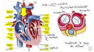 Le système cardiovasculaire [upl. by Woodson]