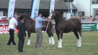 Welsh Cobs Royal Welsh Show 2012 [upl. by Ecirahs]