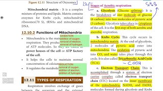 10th SCIENCE BIOLOGY Unit 12 QampA part4 Aerobic Anaerobic cellular respiration oxysomes Anatomy [upl. by Imim]