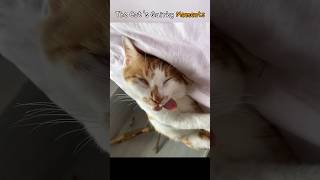 The Cats Quirky Moments [upl. by Issej]