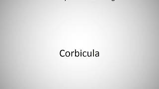 How to say Corbicula in English [upl. by Alyk]