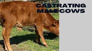 How to castrate bulls  castrating bulls using burdizzo knife and elastrator rings [upl. by Swigart943]