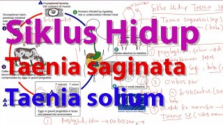 Siklus Hidup Taenia saginata dan Taenia solium [upl. by Anan]