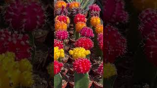 Glorious and Colorful quotMoon Cactusquot Variety Gymnocalycium mihanovichii hybrid [upl. by Glass]