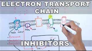 Electron transport chain  ETC  and Oxidative phosphorylation  Biochemistry Dr G Bhanu Prakash [upl. by Lenka]