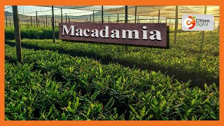 Macadamia farmers risk being locked out of the market [upl. by Uaerraj93]