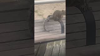 Squirreling around on the Atlantic City Boardwalk [upl. by Pavyer]