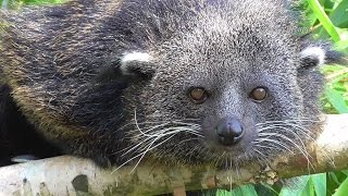 Rare Binturong Or Bearcat [upl. by Ming]