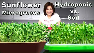 Sunflower Microgreens  Hydroponic vs Soil 向日葵芽苗水培種植 [upl. by Ennaisoj]