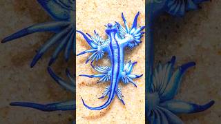 Glaucus Atlanticus facts 😱factsinhindi facts scifi xyzfacts truthonefacts [upl. by Raviv]